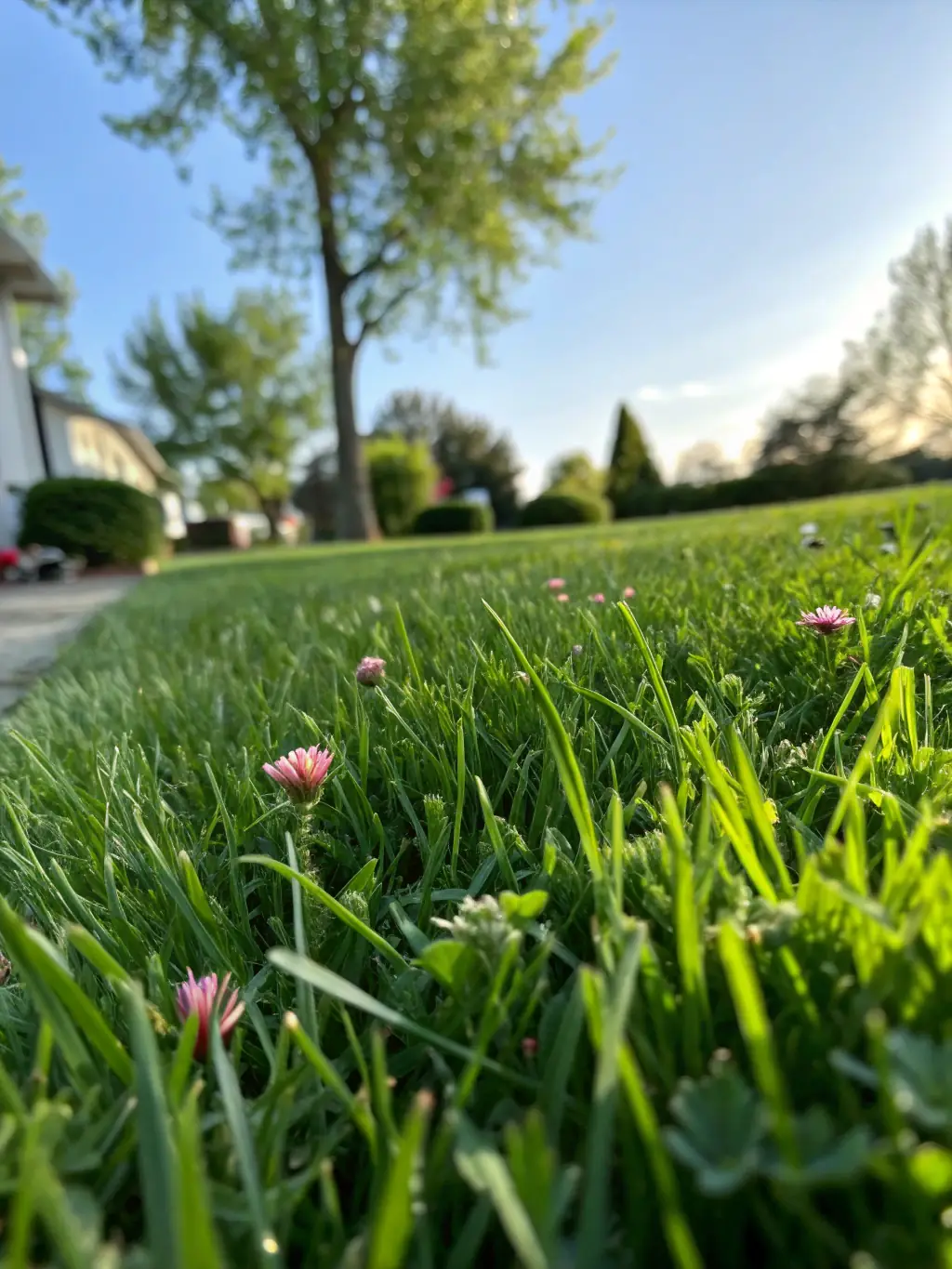 A lush, green lawn after fertilization, showcasing the vibrant results of Precision Lawn & Garden Care LLC's fertilizing service.